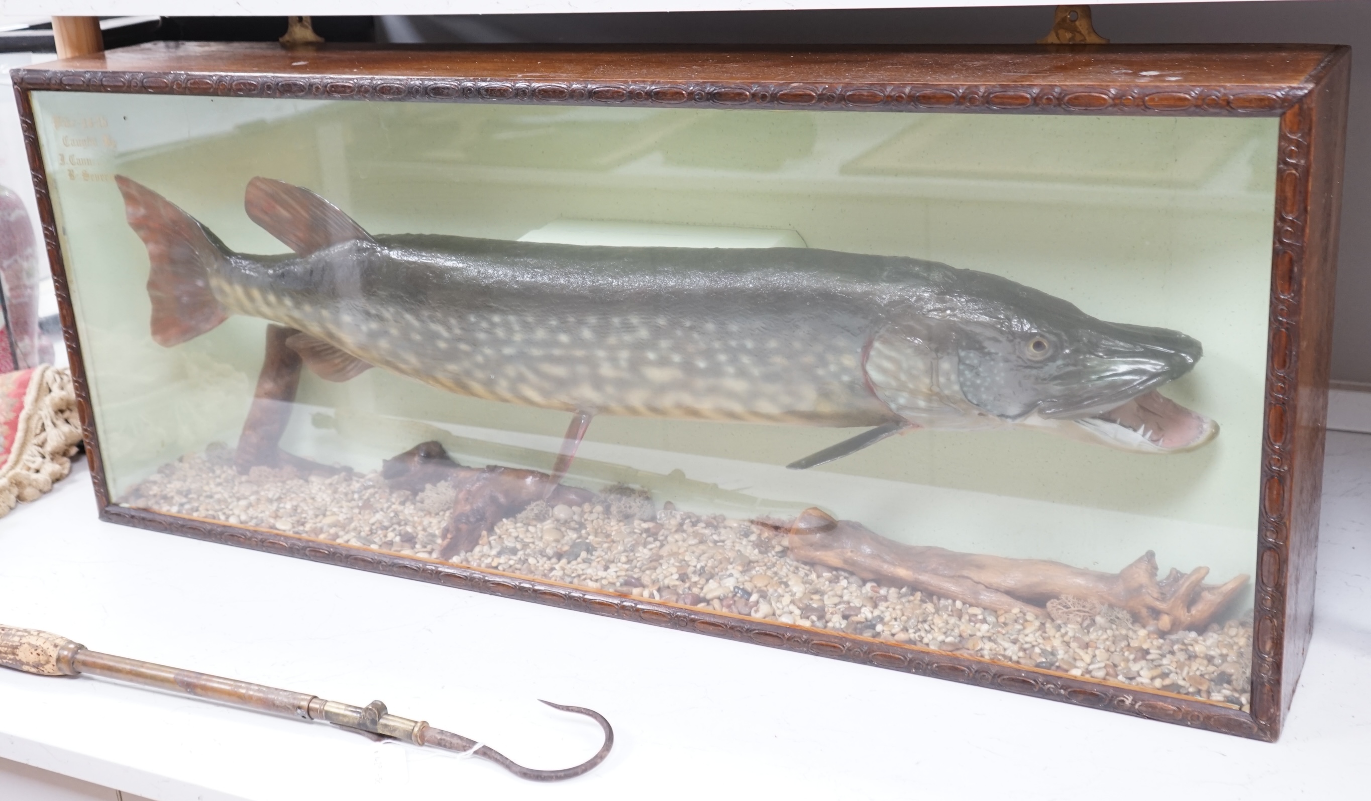 A cased taxidermy pike, 14lb caught by J Canner R Severn, case 41 x 103cm. Condition - good